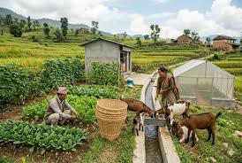 Agriculture & Livestock Development